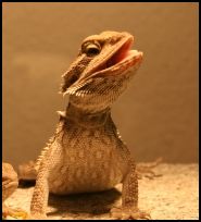 Biologie mit Spa&szlig; App