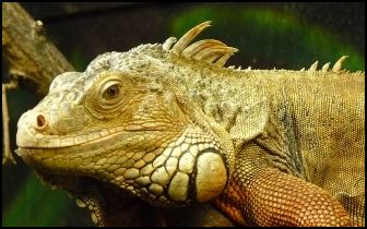 Mit Klick zur Haubtseite!